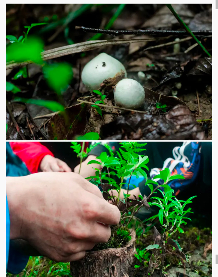 韶音x暮光森林2025