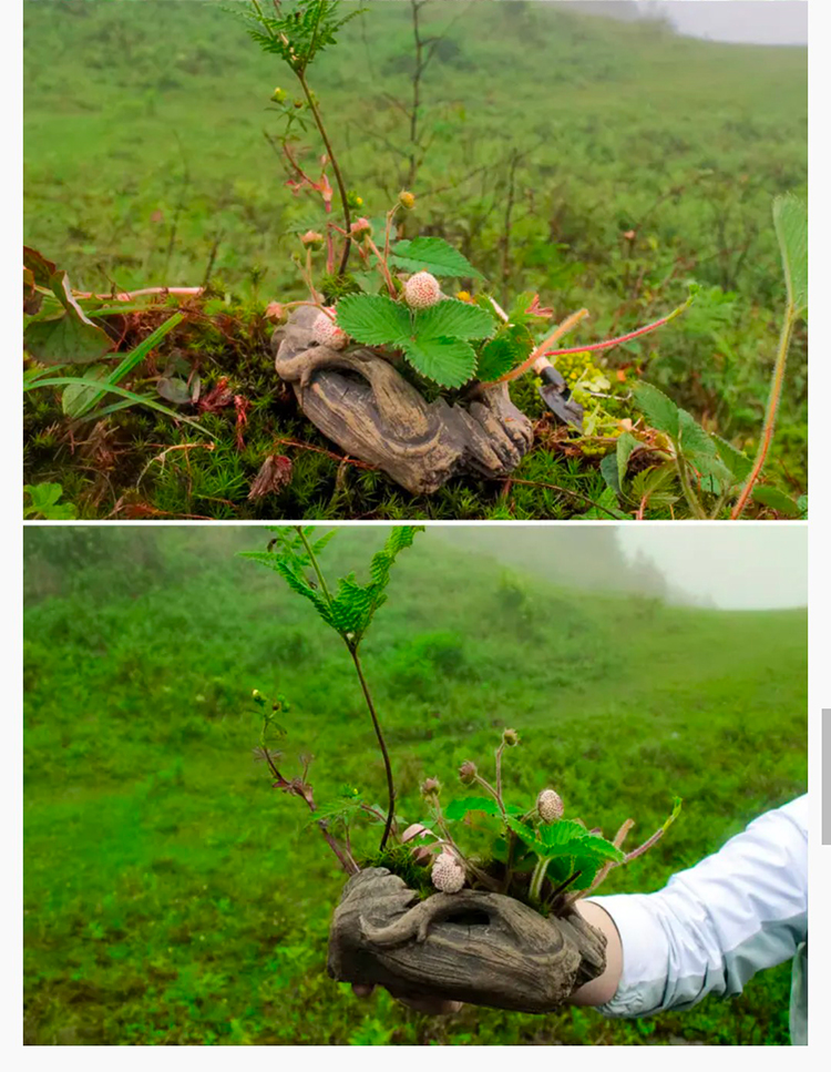 韶音x暮光森林2025