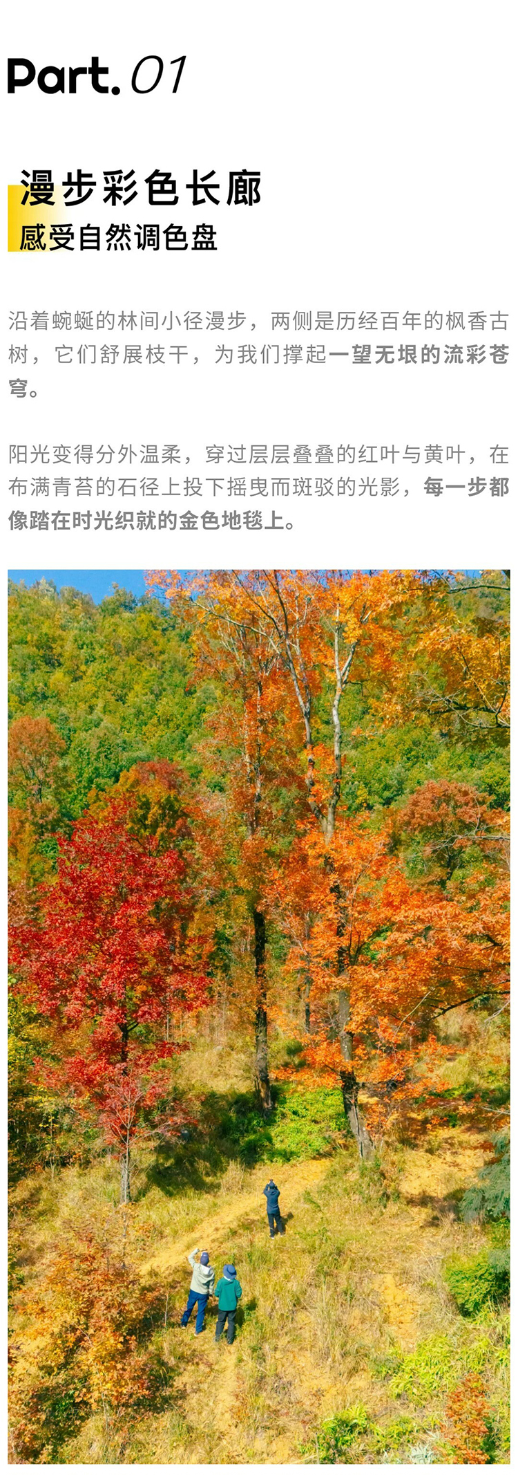 郎岱枫林彩林赏秋_05