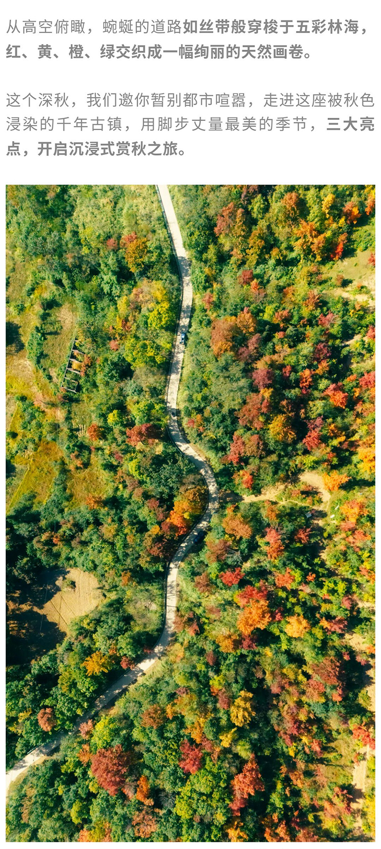 郎岱枫林彩林赏秋_03