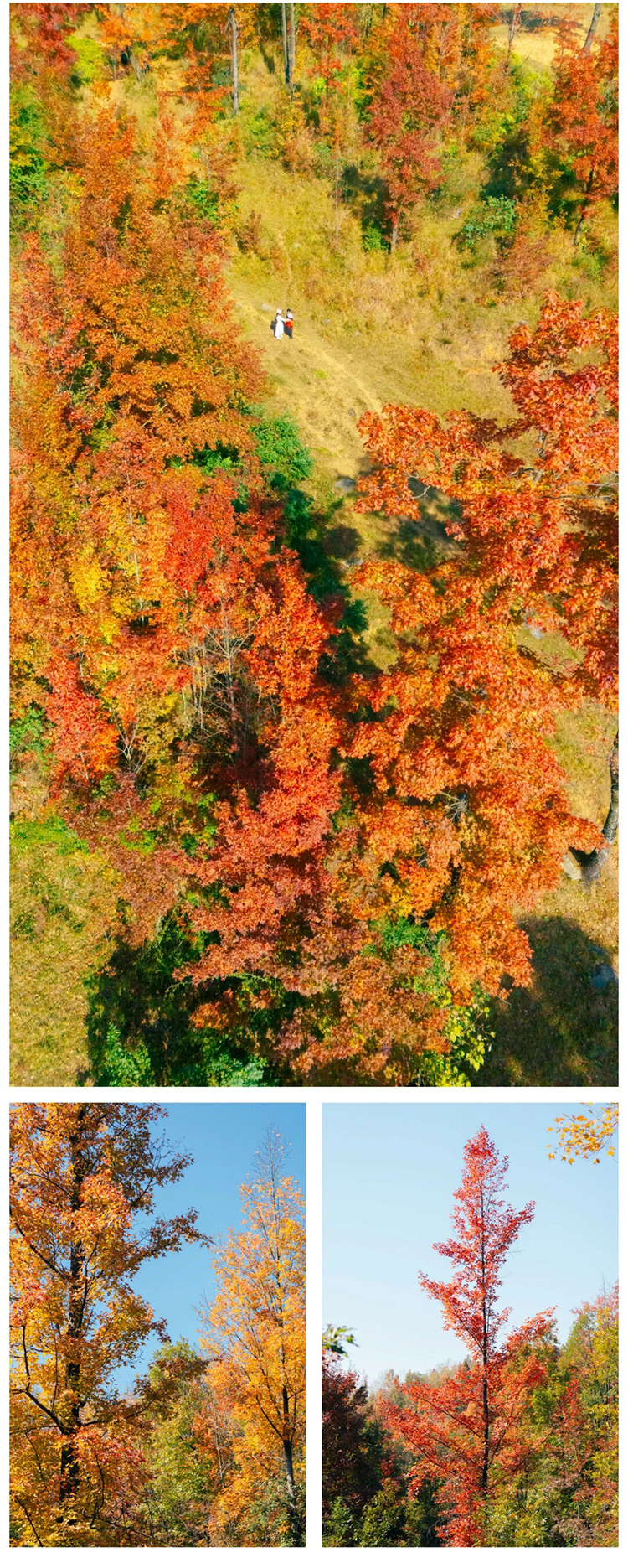 郎岱枫林彩林赏秋_06