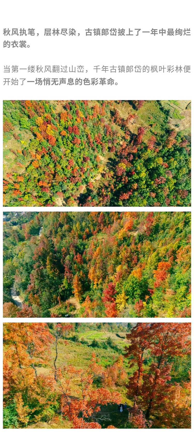 郎岱枫林彩林赏秋_02