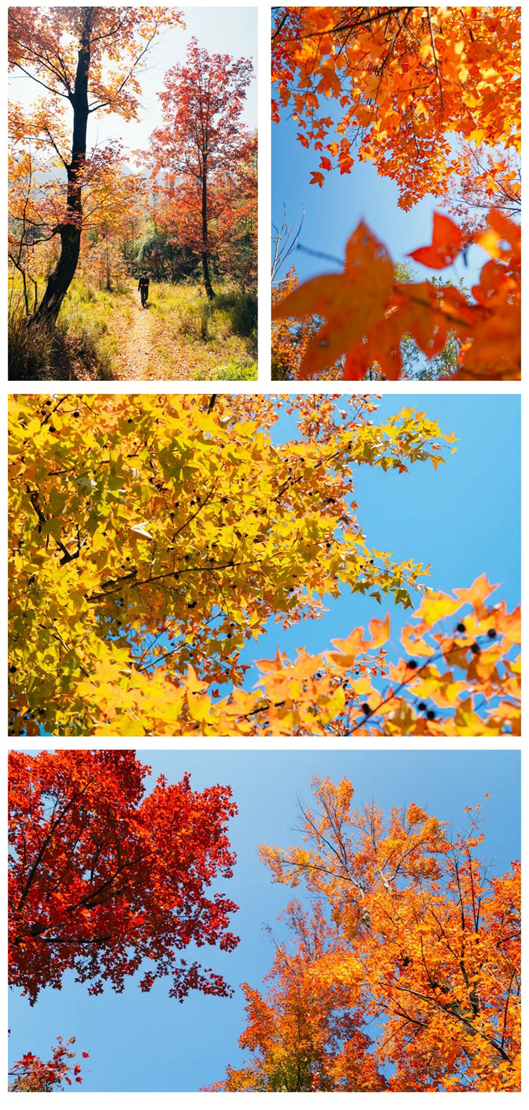 郎岱枫林彩林赏秋_08