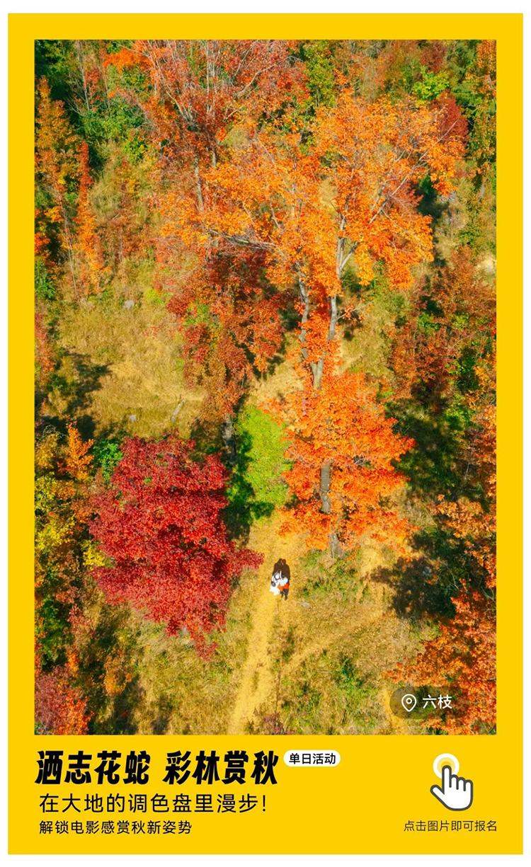 郎岱枫叶彩林赏秋_01