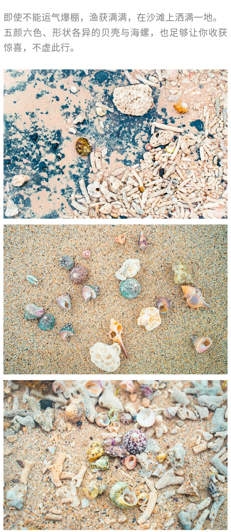 涠洲岛观鲸版01_14