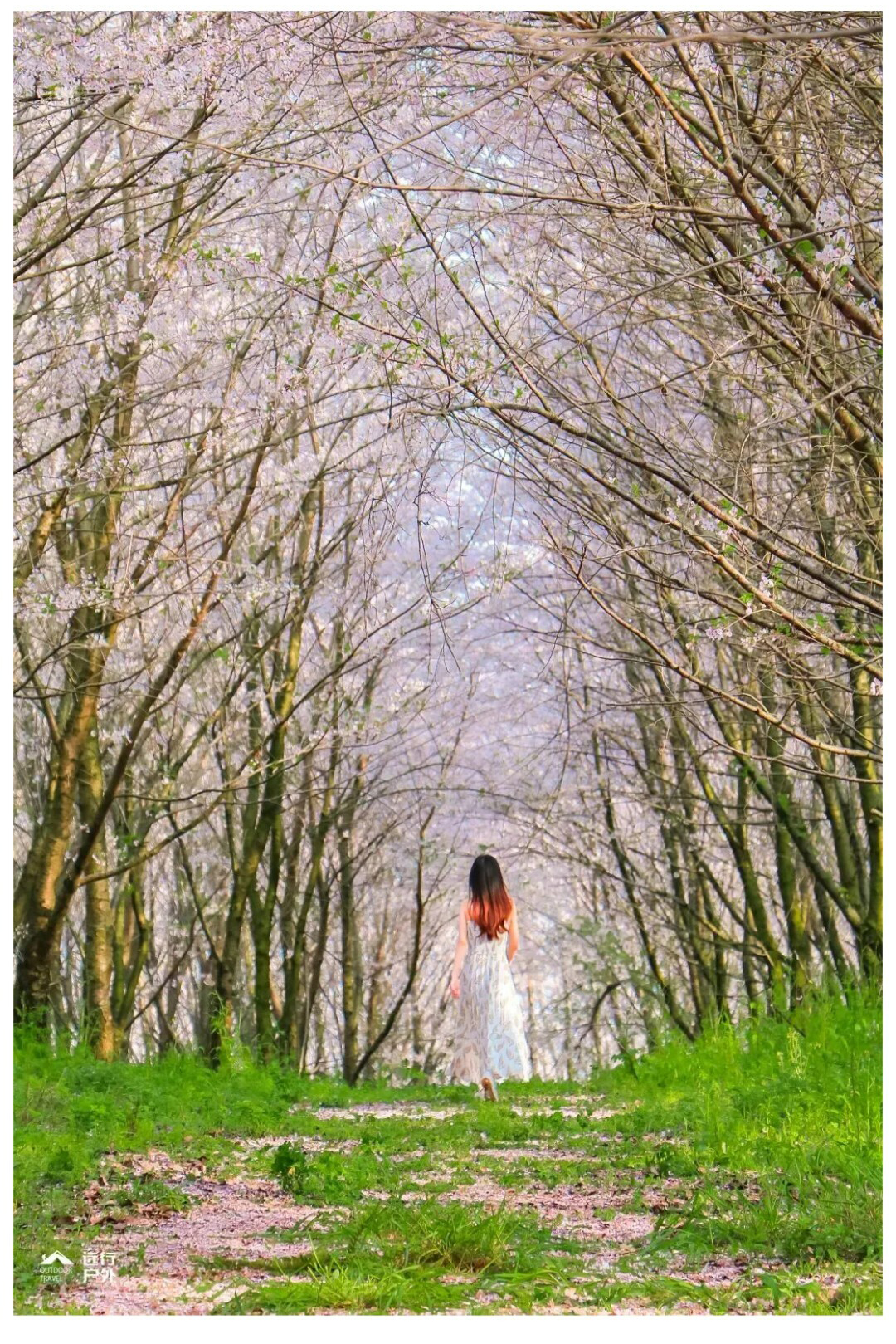 平坝樱花-秀米01_04