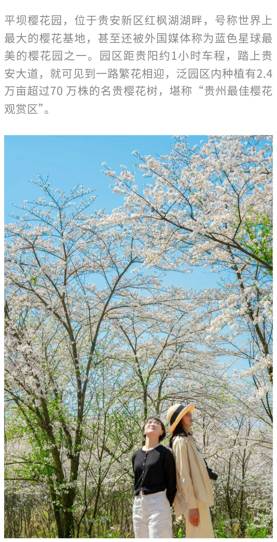 平坝樱花-秀米01_13