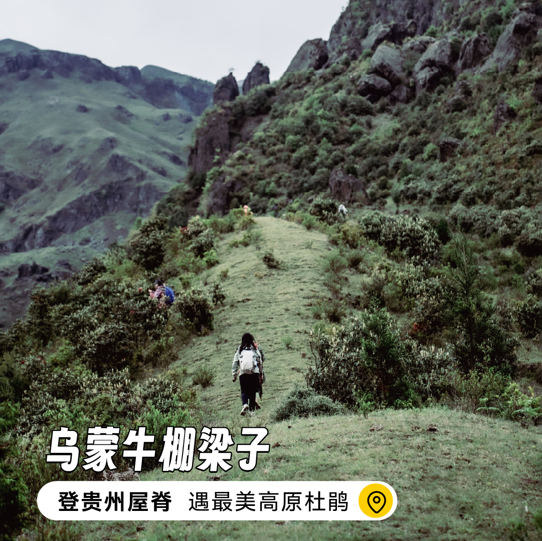 【超级周末】4.11-4.12 穿越乌蒙牛棚梁子 | 登贵州屋脊，遇见高原杜鹃！