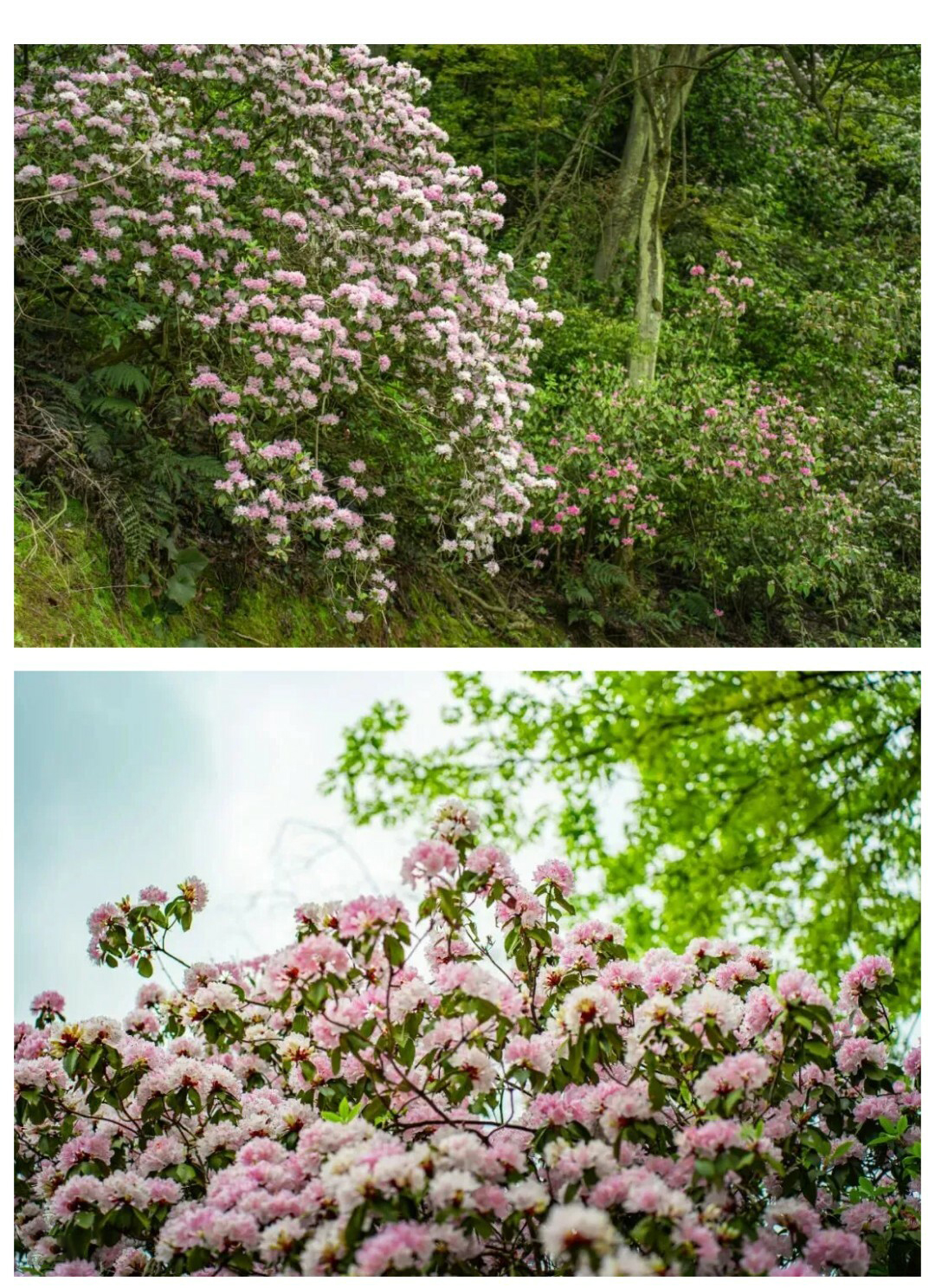 可龙杜鹃-秀米01_08