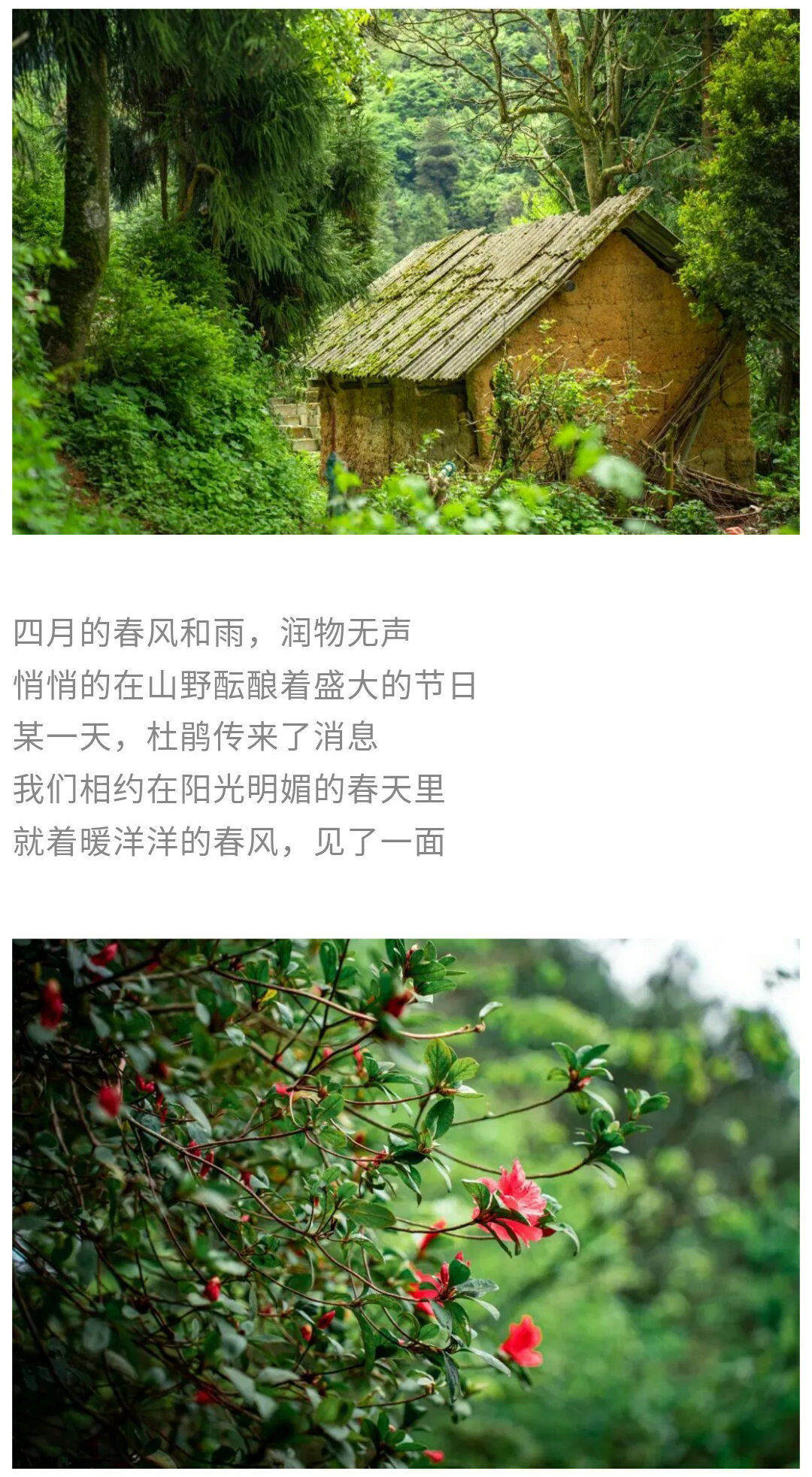 可龙杜鹃-秀米01_03