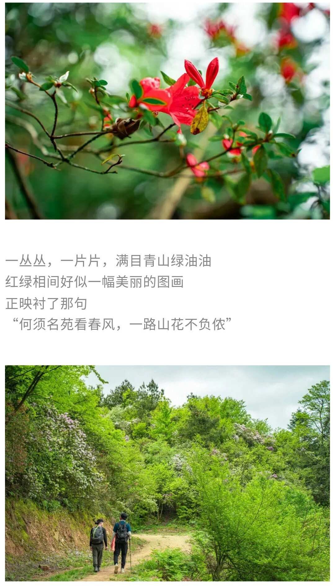 可龙杜鹃-秀米01_06