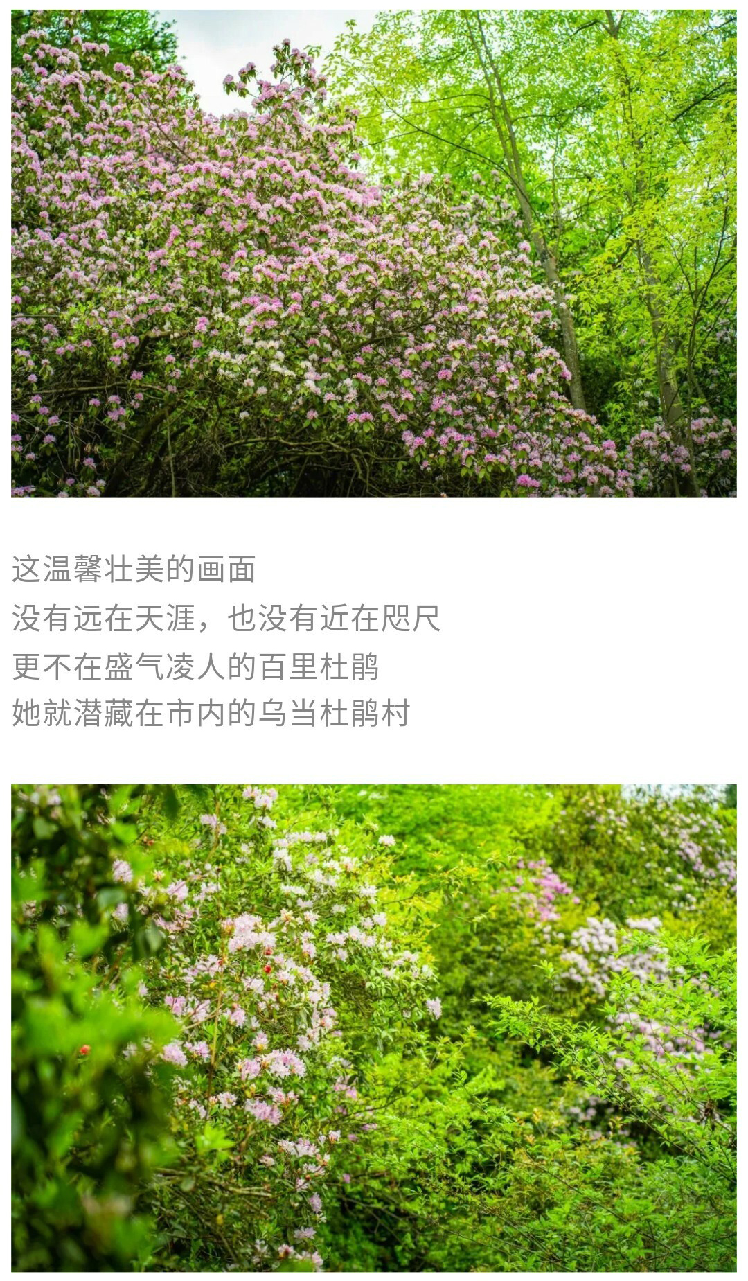 可龙杜鹃-秀米01_09