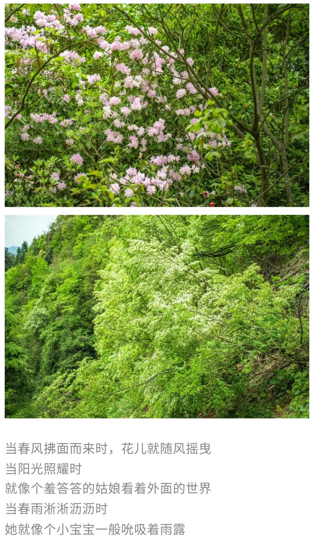 可龙杜鹃-秀米01_07