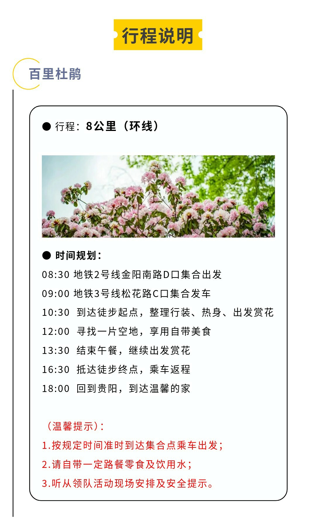 可龙杜鹃-秀米01_13