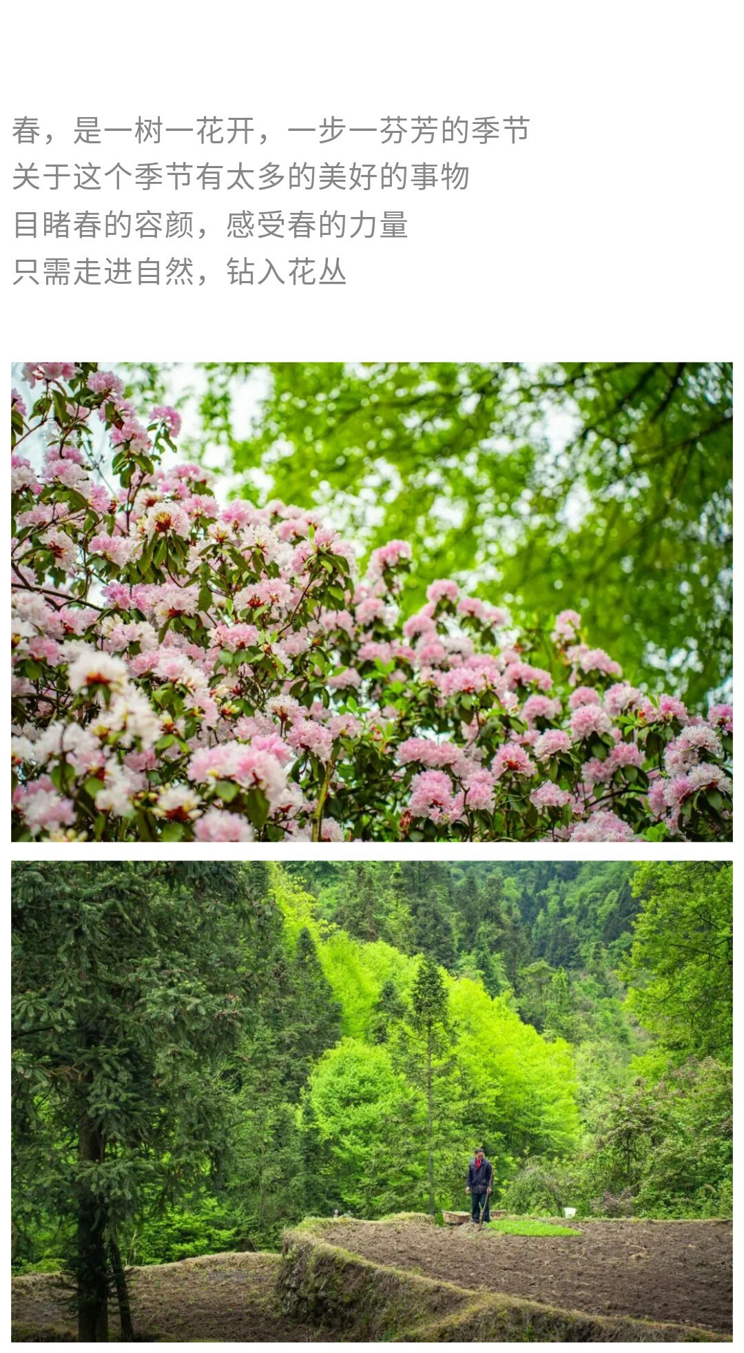 可龙杜鹃-秀米01_02