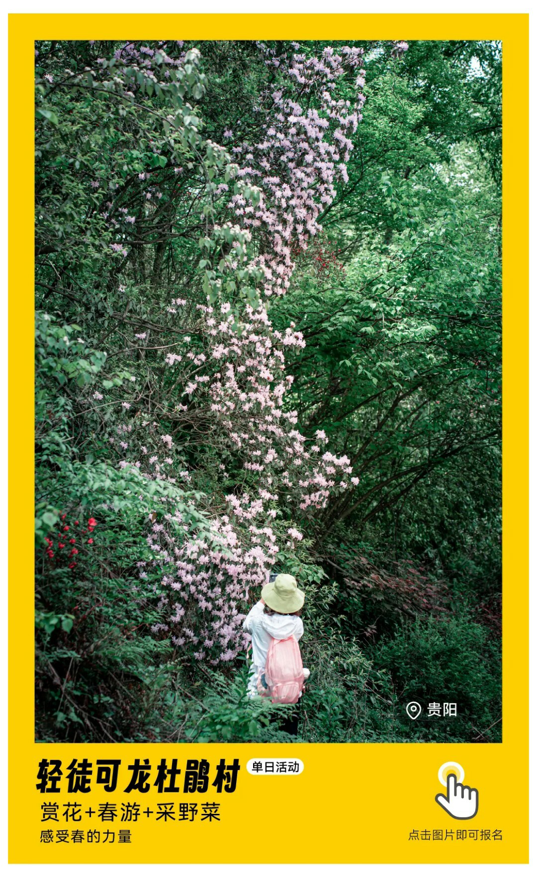 可龙杜鹃-秀米01_01