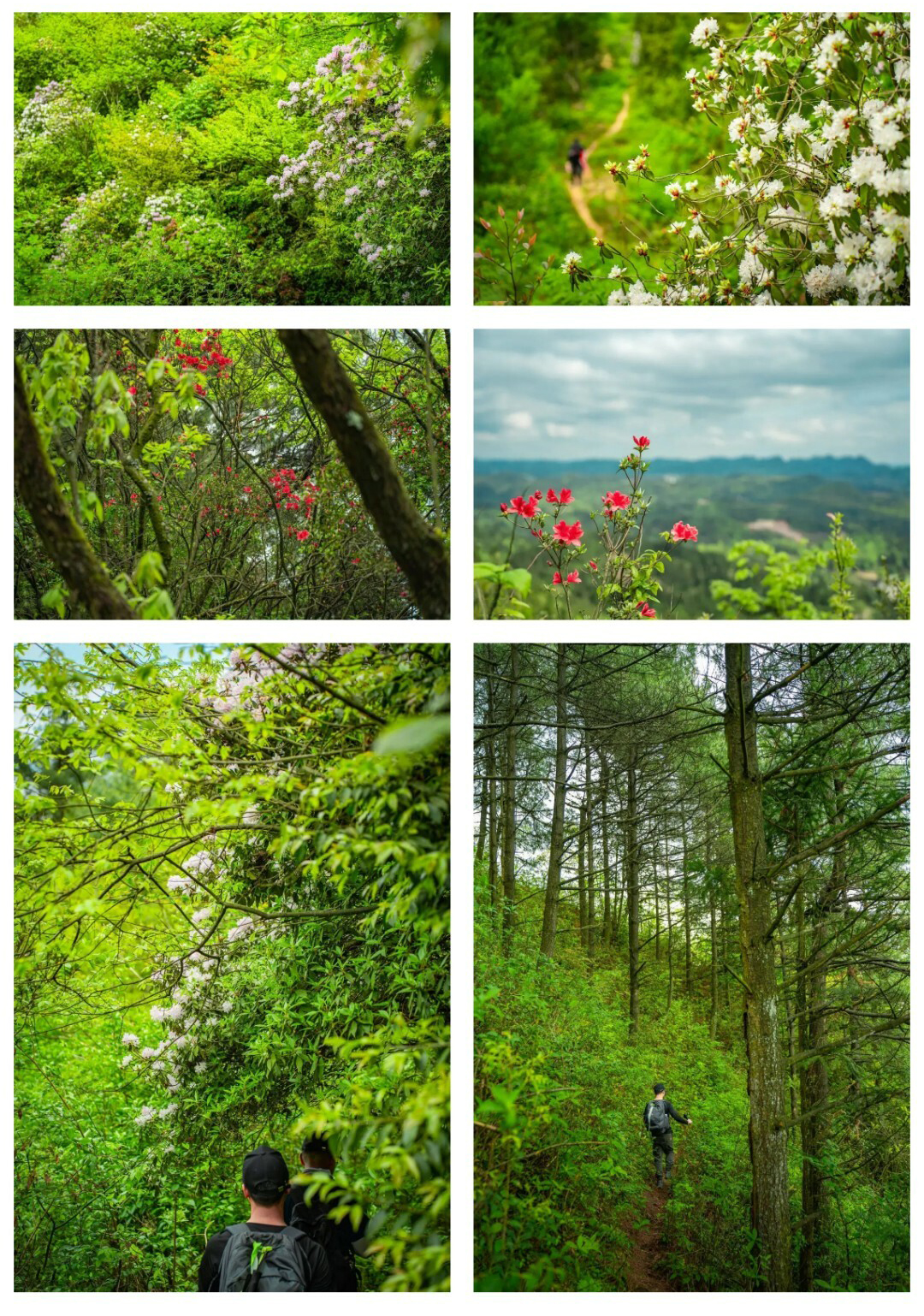 可龙杜鹃-秀米01_10