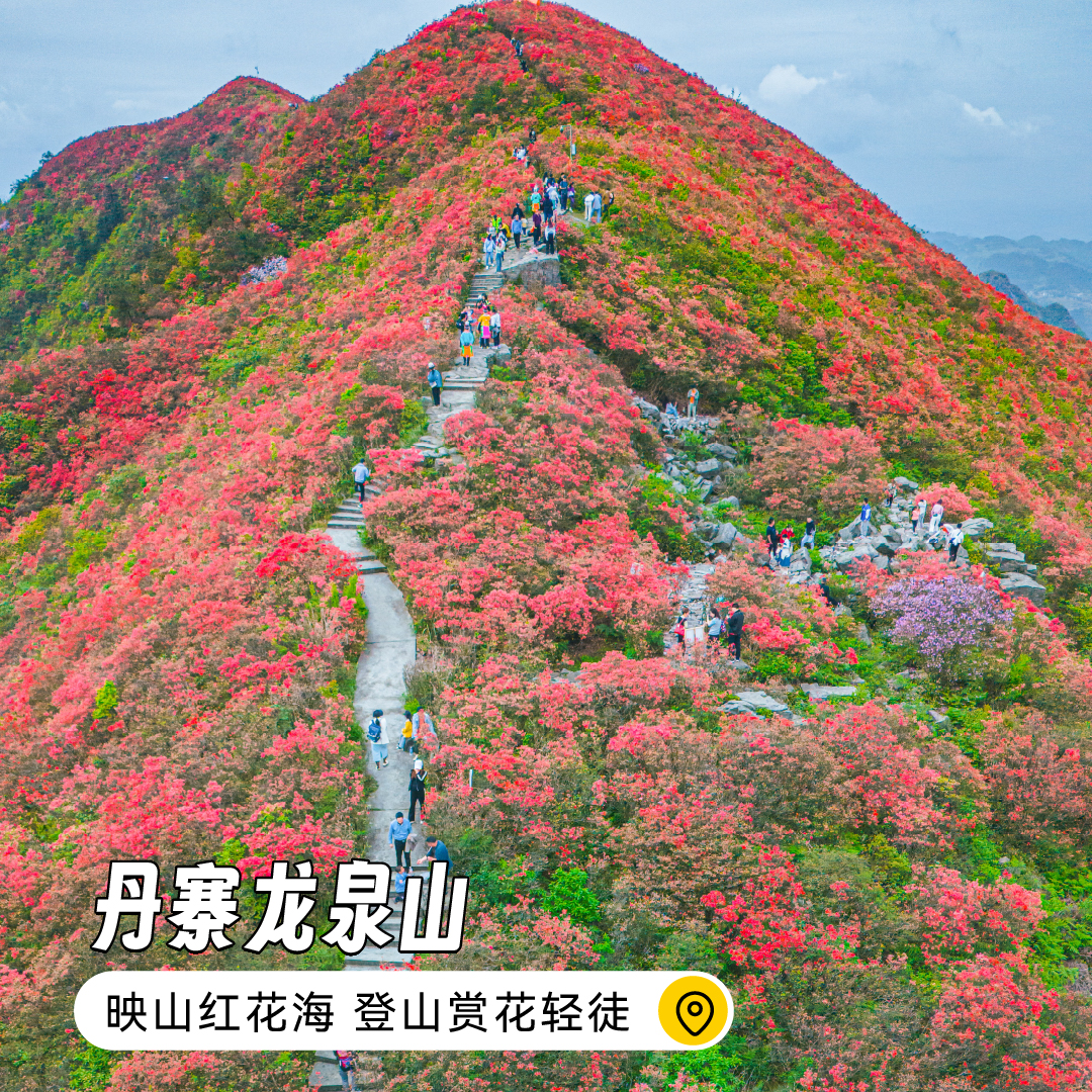 【单日活动】丹寨龙泉山 | 映山红花海登山赏花轻徒