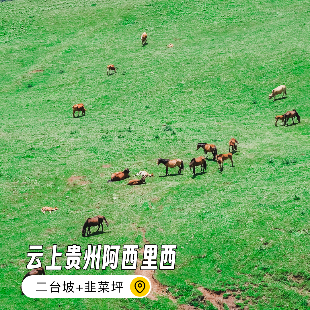 6.6-6.7 云上贵州阿西里西 | 二台坡旷野剧场与韭菜坪云端之巅
